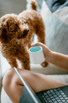 DouDou_Brown_Poodle